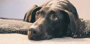 Tierkrematorium Rhein-Neckar